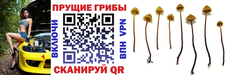 Галлюциногенные грибы Psilocybe Купить закладки Нижнекамск